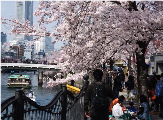 川からの花見