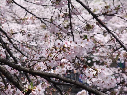 sakura.jpg